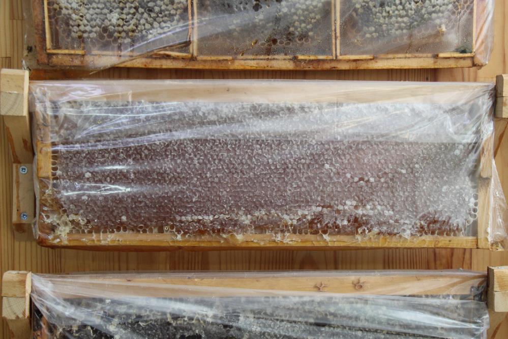 Çam ve keçiboynuzu balı soğuk algınlığına şifa