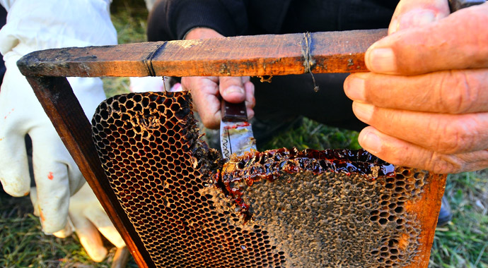 Kovandan 'kırmızı bal' çıktı