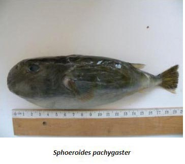 İzmir Körfezi'nde balon balığı tehlikesi