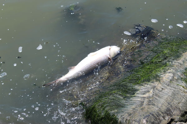 Kuşların yuvasıydı balıkların mezarı oldu