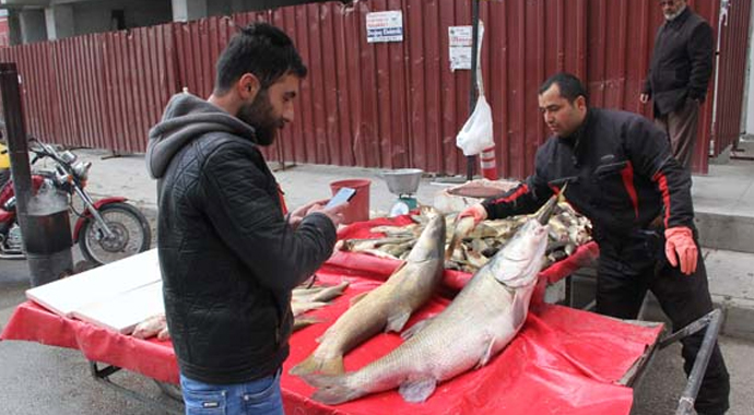Erzincan'da yakalanan turna balıkları ilgi gördü
