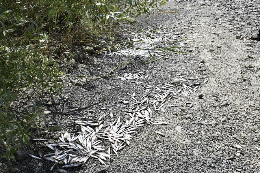 Kıyıda kalan balıklar telef oldu