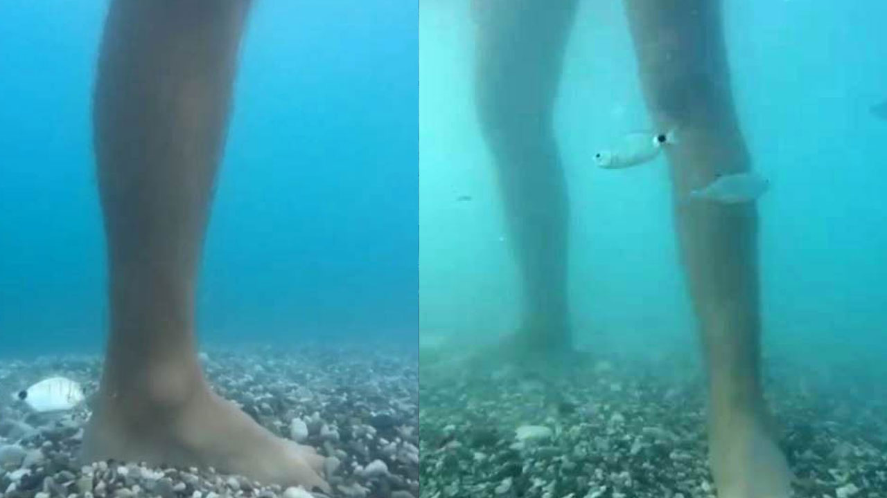 Balık ısırma şikayetleri arttı, uzman isim açıklama yaptı