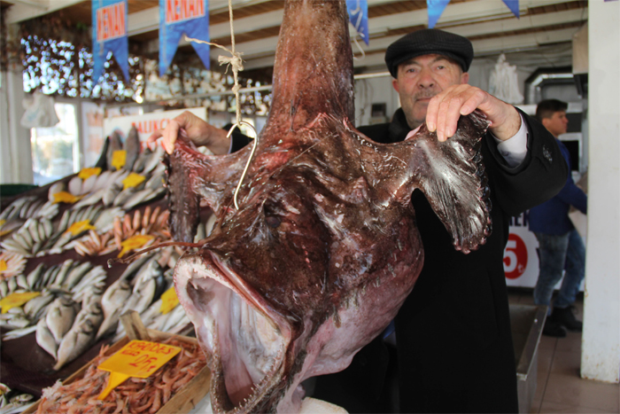 Ağlara takılan dev fener balığı görenleri şaşkına çeviriyor