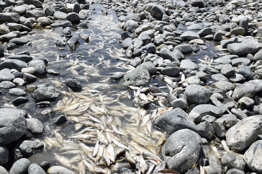 Kıyıda kalan balıklar telef oldu