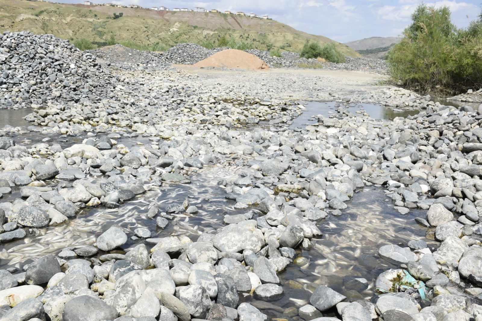Kıyıda kalan balıklar telef oldu