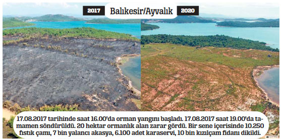 Yanan ormanlar küllerinden doğuyor Yanan ormanlar küllerinden doğuyor