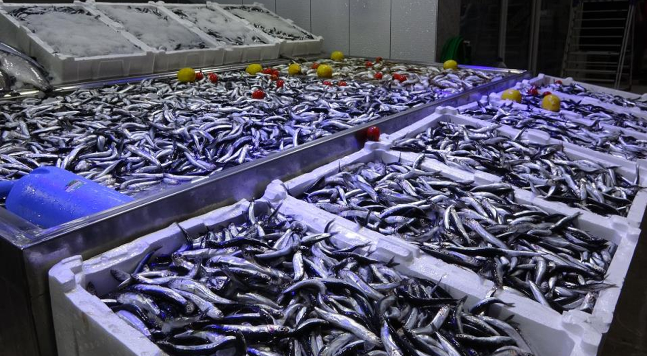 Hamsi bereketi sürüyor, kilosu 25 TL'den satılıyor