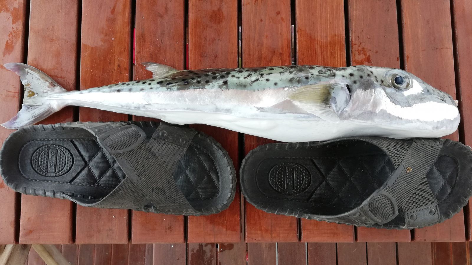 'Balon balığı' balıkçıların kabusu oldu