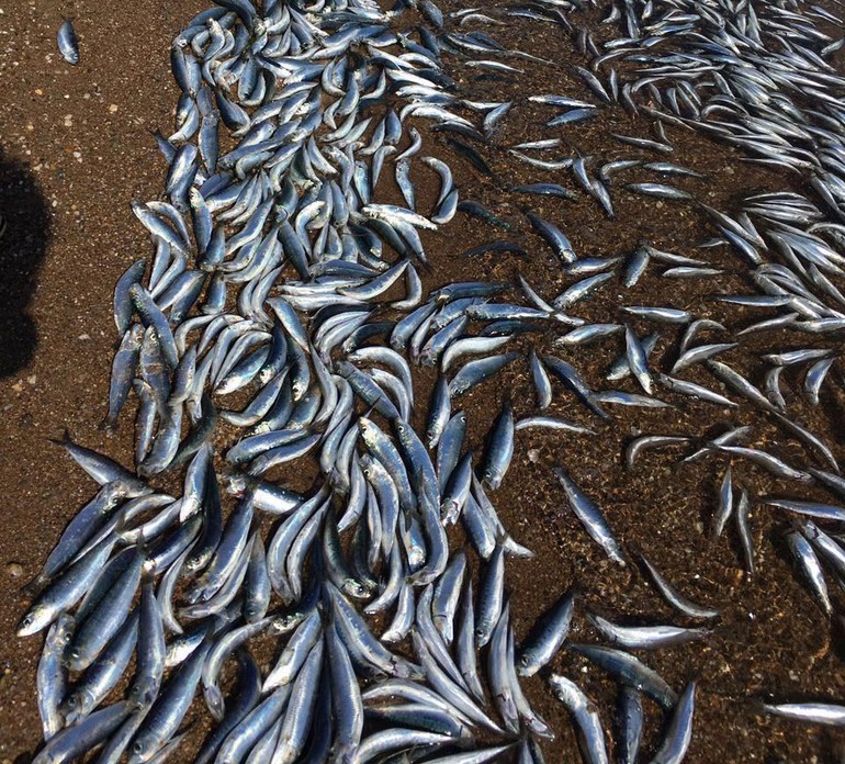 Bozcaada sahiline yüzlerce sardalya vurdu