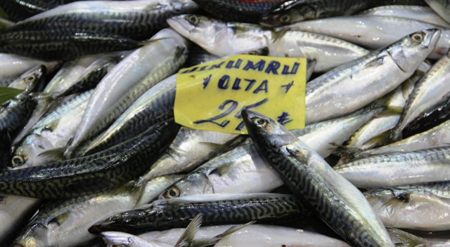 Palamutun yerini uskumru aldı