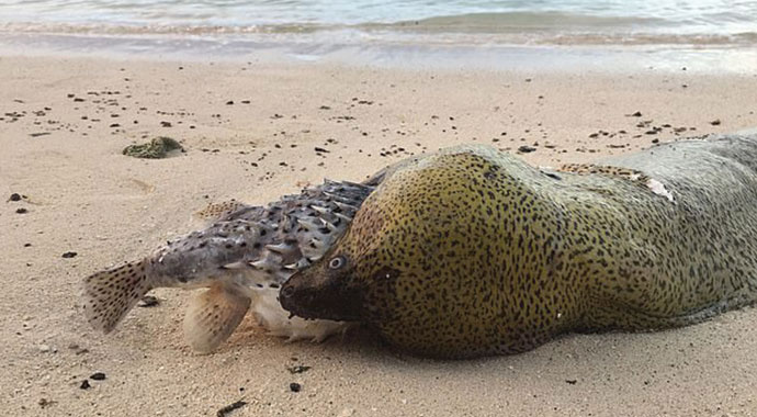 Yuttuğu balık ölümüne yol açtı