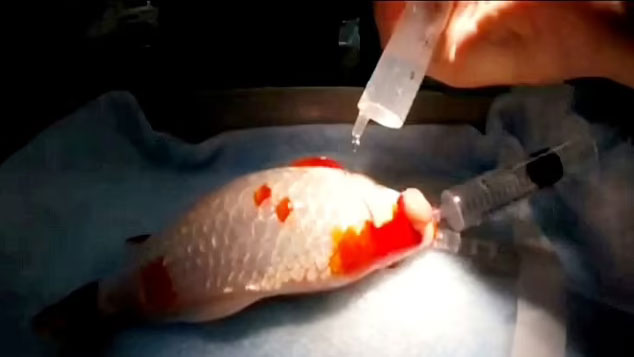 Tümör alınmazsa kör olacaktı! Akvaryum balığına göz ameliyatı