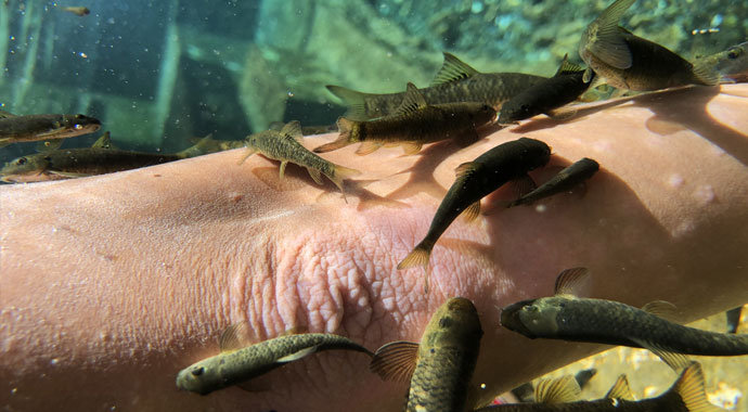 Doktor balıkların sırrı araştırılıyor