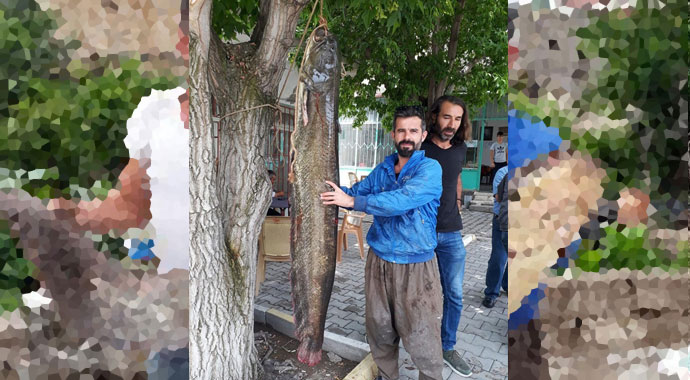 Tam 2 metre! Gören bir daha baktı…
