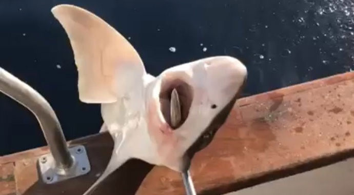 Antalya'da 2 metre boyunda köpek balığı yakalandı