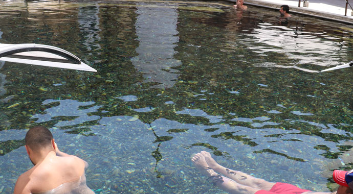 Doktor balıkların sırrı araştırılıyor