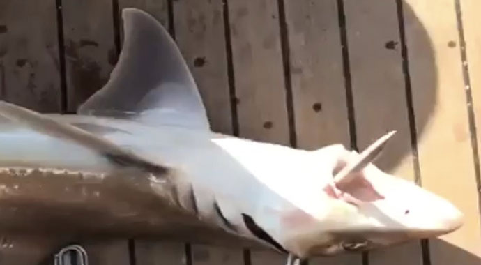 Antalya'da 2 metre boyunda köpek balığı yakalandı