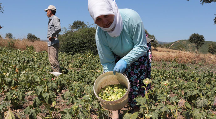 Tarlada 4 lira, pazarda 16 lira