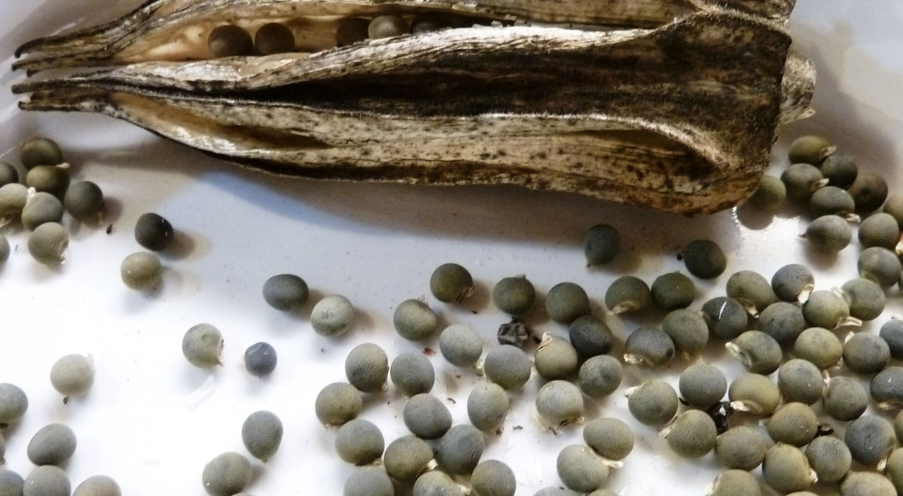 Bamya tohumu bağırsakları motor gibi çalıştırıyor, faydaları saymakla bitmiyor l Diz ve eklem ağrıları için de doğal çözüm! (Bamya tohumu kürü tarifi ve yararları) Bamya tohumu bağırsakları motor gibi çalıştırıyor, faydaları saymakla bitmiyor l Diz ve eklem ağrıları için de doğal çözüm! (Bamya tohumu kürü tarifi ve yararları)