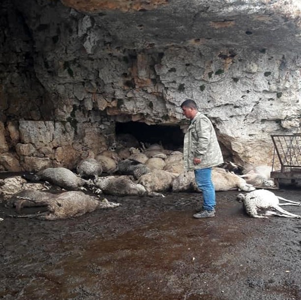 Yıldırım düşmesi sonucu 60 küçükbaş hayvan telef oldu