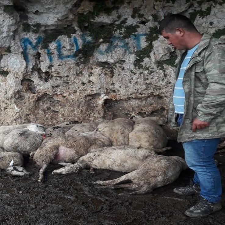 Yıldırım düşmesi sonucu 60 küçükbaş hayvan telef oldu