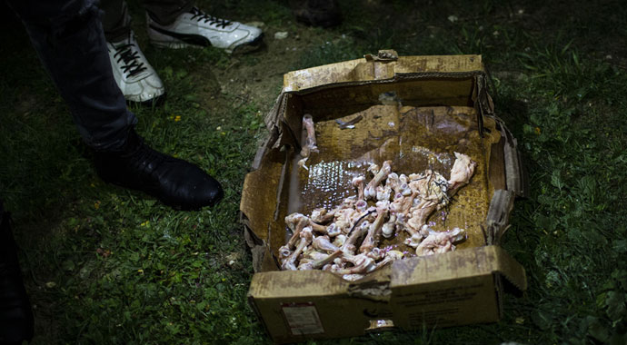 Ankara Batıkent'te 13 sokak köpeği zehirlendi