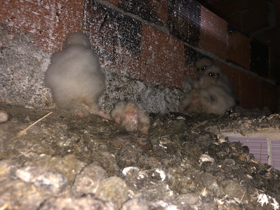 Esrarengiz sesin kaynağı baykuş çıktı!