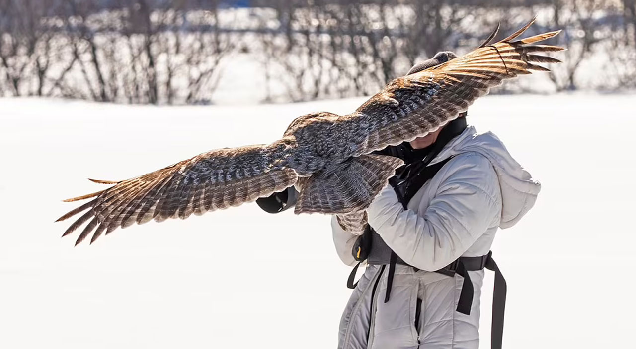 Yaban hayatı fotoğrafçısı: Çekim yaparken fotoğraf makinesine baykuş kondu