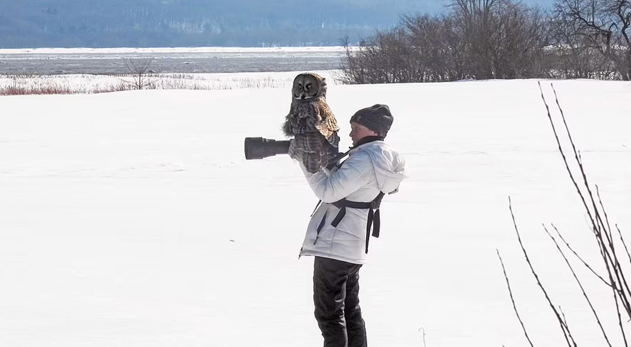 Yaban hayatı fotoğrafçısı: Çekim yaparken fotoğraf makinesine baykuş kondu