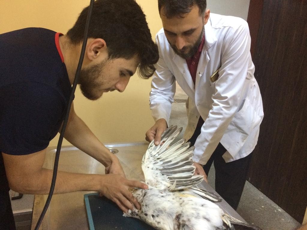 Siirt'te yaralı halde Mısır Akbabası bulundu