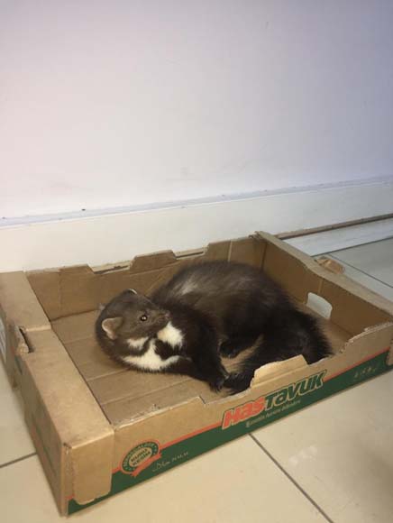 Bursa'da yol kenarında bulundu