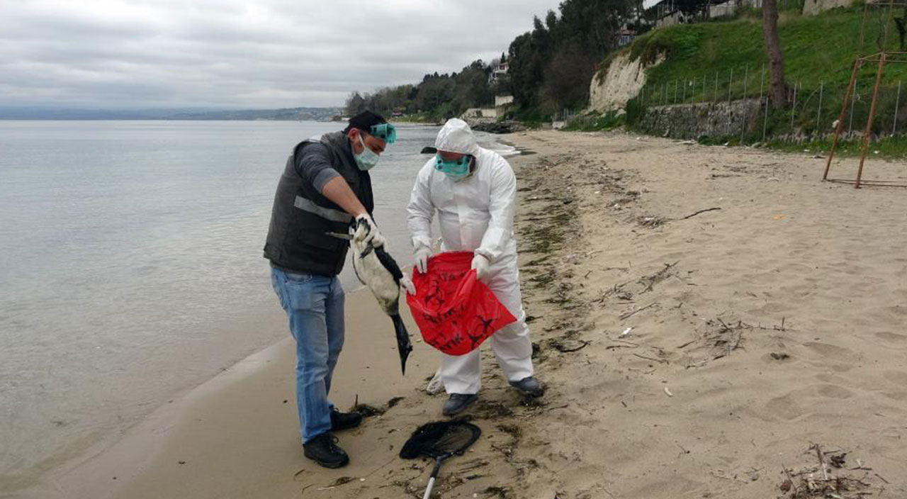 Karadeniz’de korkutan görüntü: Onlarca ölü kuş sahile yağdı