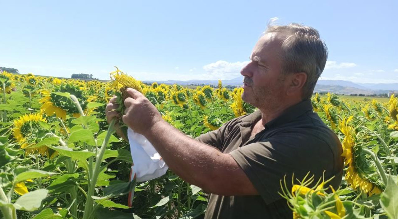 Trakya’yı saran tırtıl istilası Karadeniz’e sıçradı! Üreticiler yetkililere seslendi: İlaçlar işe yaramıyor