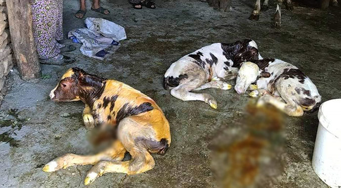 Doğuma koşan veterinere üçüz buzağı sürprizi