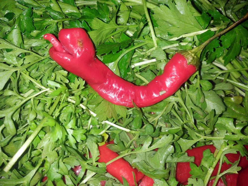 Yılana benzeyen biber çiftçiyi korkuttu