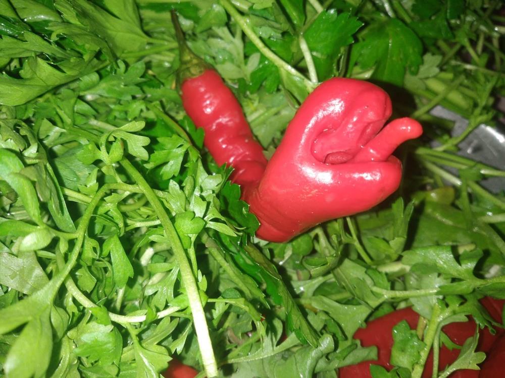 Yılana benzeyen biber çiftçiyi korkuttu