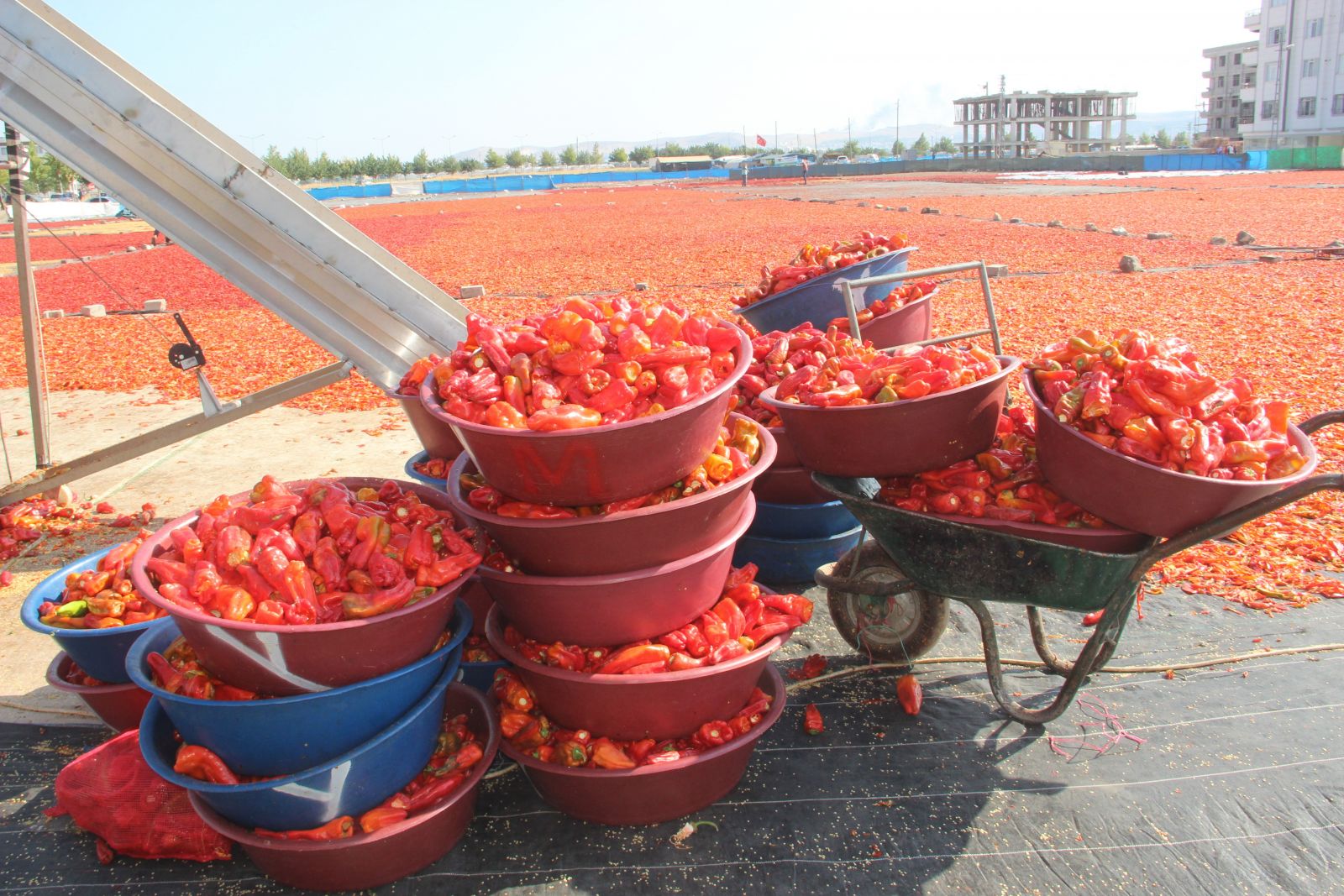 Eldeki Acı Biber Acısı Nasıl Geçer? Biber YANIĞI Acısı Elden Nasıl Çıkar? Eldeki BİBER Acısı Hissi Nasıl GEÇER?
