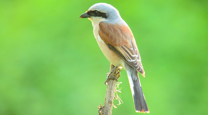 80 yıl sonra Türkiye'den yapılan geri bildirim, bilim dünyasını şaşkına çevirdi!