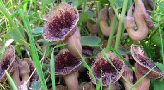 Dünyada sadece Samsun'da bulunan bitkinin yeri sır gibi saklanıyor!