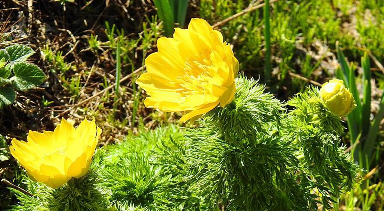 Çiftçiye 911 çeşit yerli tohum! Sertifikalı üretimin yüzde 44'ü TAGEM'den