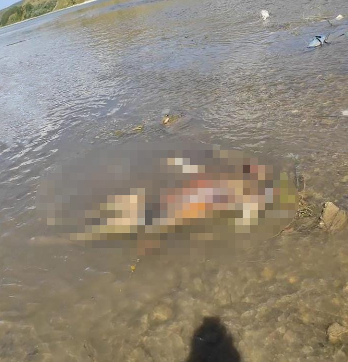 Van Gölü'nden çürümüş ceset çıktı