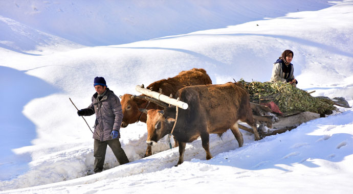 Bitlis’te köylüler kızaklı öküz arabalarıyla hayvanlarına ot taşıyor