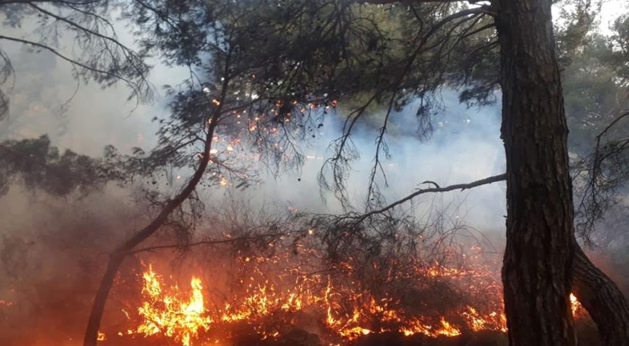 Bursa, Çanakkale ve Bilecik'te çıkan orman yangınları kontrol altına alındı