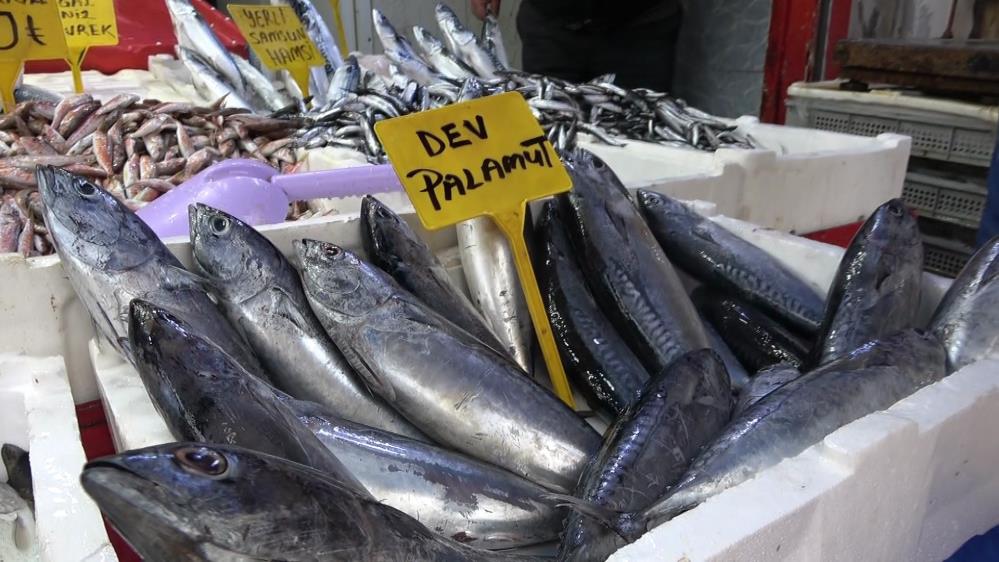 Tezgahlarda 'palamut' sürprizi Tezgahlarda 'palamut' sürprizi