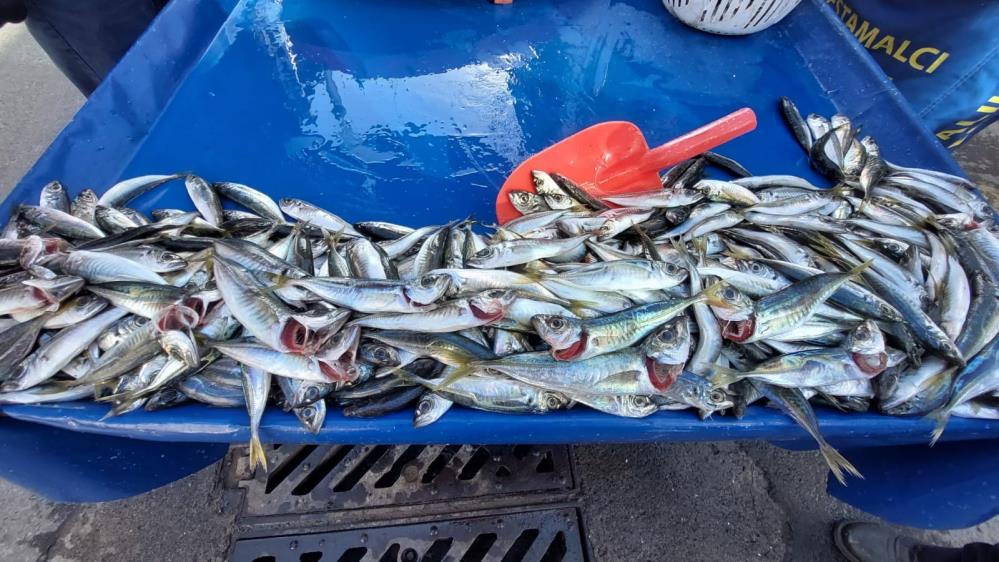 İstavrit 20, hamsi 25 TL’ye düştü