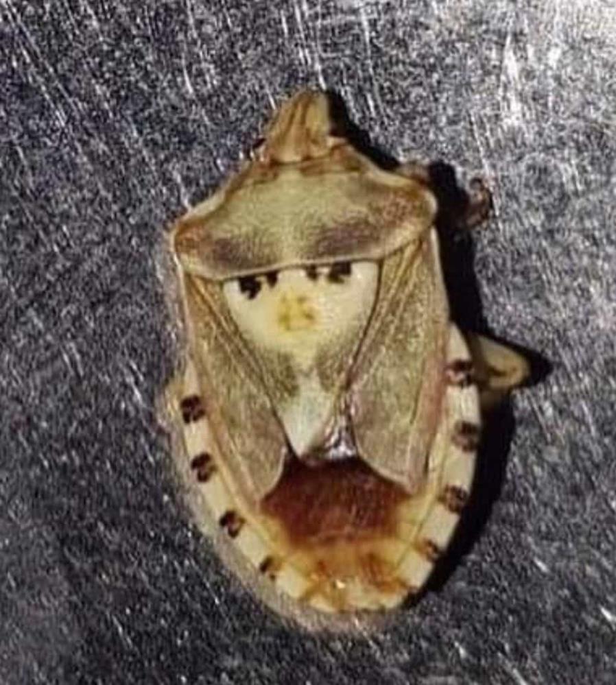 Kavunun içinden çıktı, görenler şaşkına döndü!