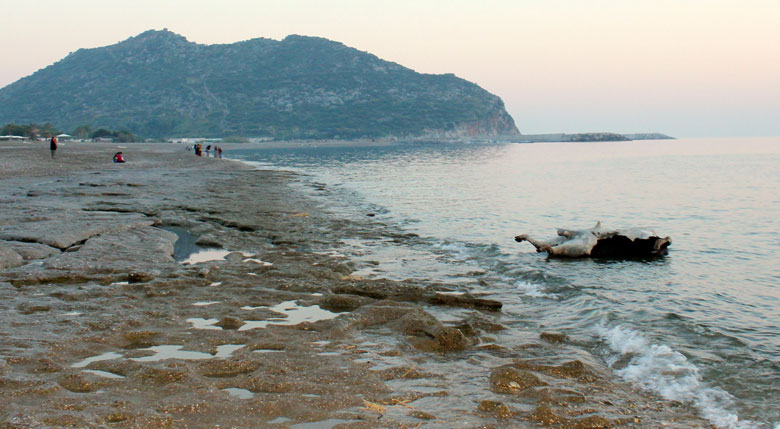 Antalya’da kıyıya ölü boğa vurdu
