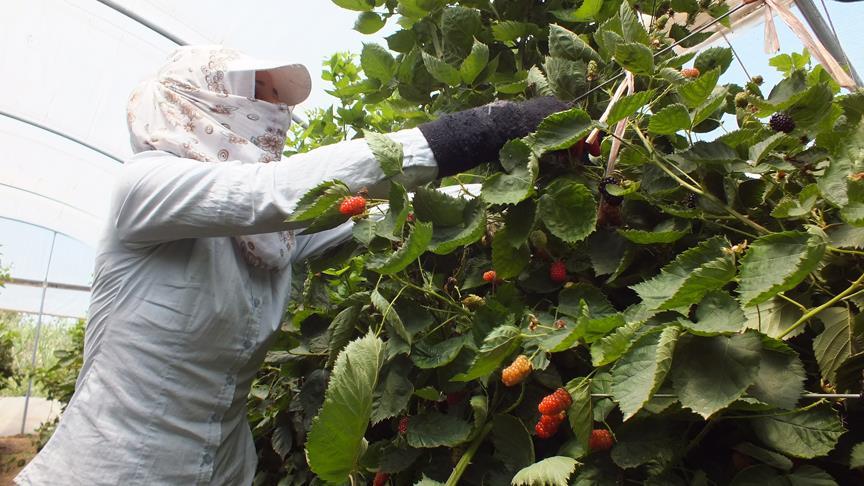 Mersin'de örtü altında böğürtlen hasadı başladı