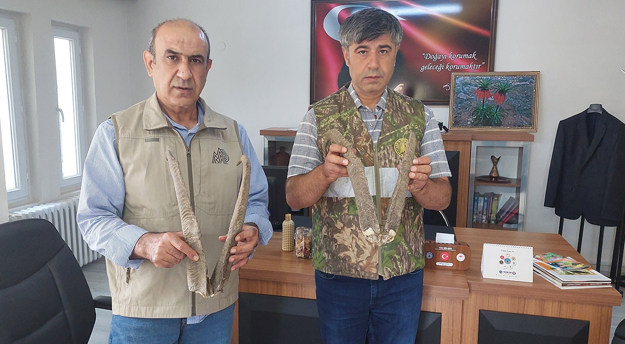 Baskınla ele geçirildi! Evdeki boynuzlar yarım milyondan etti